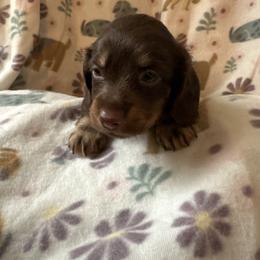 Black-Chewy - Chocolate and tan male Dachshund puppy in Waukegan, Illinois from Rolling and Howling Basset Hounds and Dachshunds