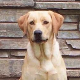 Cougar - Labrador Retriever