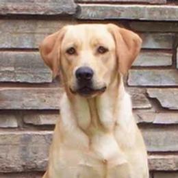 Cougar - Labrador Retriever