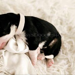 Bernedoodle Puppies from Daisy's Doodles