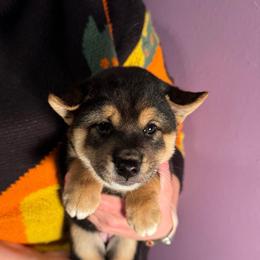 Elena - Black and tan female Shiba Inu puppy in Cypress, Texas from Southern Shibas