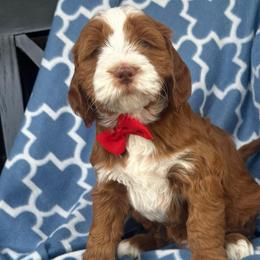 Lark - Red  male Goldendoodle puppy in Florence, South Carolina from Candy Doodles