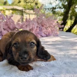 Taz - shaded long hair - Sable male Dachshund puppy in Lakeland, Florida from Elite Doxies Florida