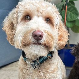 Brioche - Australian Labradoodle