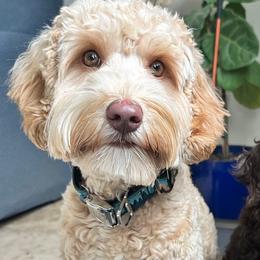 Brioche - Australian Labradoodle