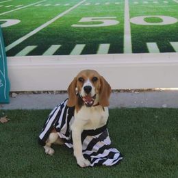Ruby - Beagle