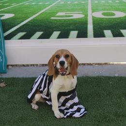Ruby - Beagle