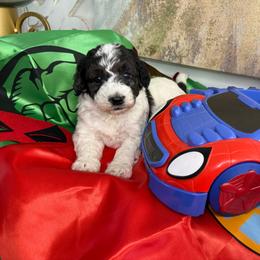 Hamilton - Parti male Goldendoodle puppy in Sheridan, Arkansas from Arkie Doodles