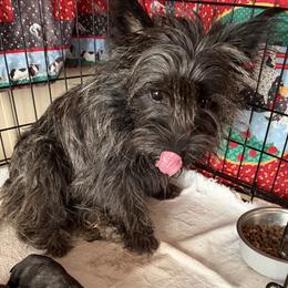 TULIP - Cairn Terrier