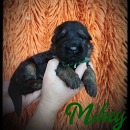 Mikey - Black and tan male German Shepherd puppy in Fort Jennings, Ohio from Von Holtzapple German shepherds
