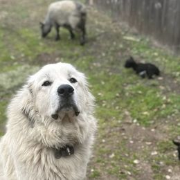 Great Pyrenees All Grown Up from McCarthy Ranchette