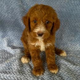Max - Red male Irish Doodle puppy in Bonifay, Florida from Heavenly Poodles