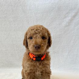 Boy 1 - Apricot male Goldendoodle puppy in Valley Farms, Arizona from Gall’s Doodle Ranch
