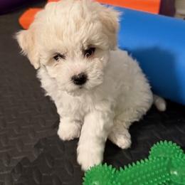 Bichon Frise Puppies from Amori's Royal Bichons
