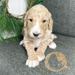 Charleston Chew - Apricot male Poodle puppy in Murrieta, California from Apricot Poodles & Goldendoodles, LLC