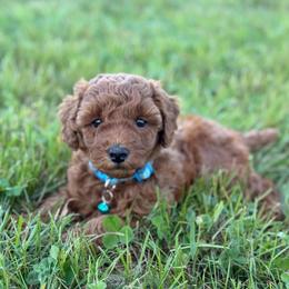 Blue collar Female - Red  female Goldendoodle puppy in Sheldon, Vermont from Ole Poor Farm