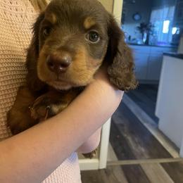 Snoopy - Chocolate and tan male Dachshund puppy in La Veta, Colorado from Spanish Peaks Longhair Mini Dachshunds