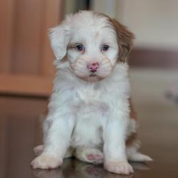 Sundae - Chocolate merle female Bernedoodle puppy in Dundee, Ohio from Down Home Doodle