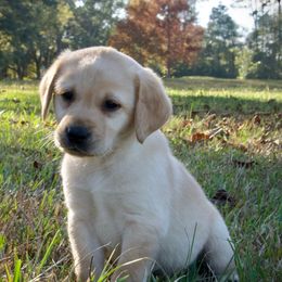 Grey - Yellow male Labrador Retriever puppy in Husser, Louisiana from Kristen