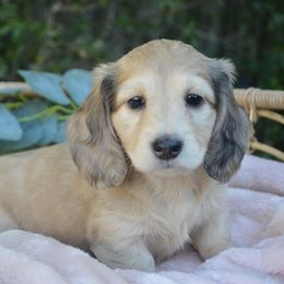 Dachshund Puppies from Dreamheart Dachshunds