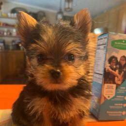 Sassy-click on picture - Black and tan female Yorkshire Terrier puppy in Kingston, Oklahoma from Lake Life