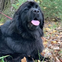 Aria  - Newfoundland