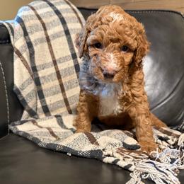 Winston - Red male Bernedoodle puppy in Jim Falls, Wisconsin from Pup Paw-fection