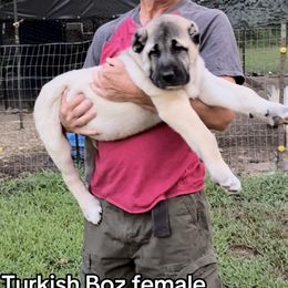 Turkish Boz Shepherd Puppies from Natural Born Guardians