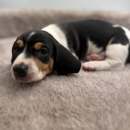 Toro - Piebald male Dachshund puppy in Brownsville, California from Pine & Pasture Dachshunds