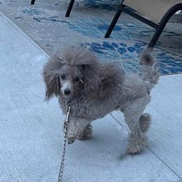 Princeton - Poodle
