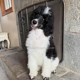 MABEL - Black Tri - Parti female Poodle puppy in Charlo, Montana from Heavenly Hilltop Farm