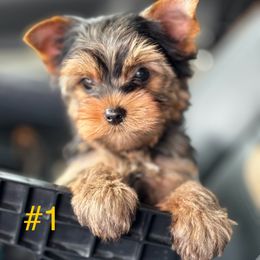 Yorkshire Terrier Puppies from TX Yorkies