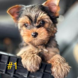 Yorkshire Terrier Puppies from TX Yorkies