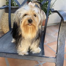 Rose - Yorkshire Terrier