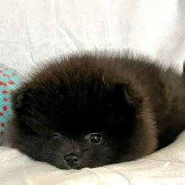 Laura - Black female Pomeranian puppy in Pavilion, New York from Calverton Pomeranians