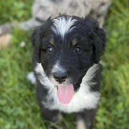 Aussiedoodles from R & R Aussiedoodles