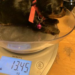 "Diamond growing girl " Yorkshire Terrier Puppies from Coursey’s Yorkies