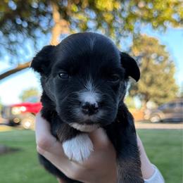 Henry - Black tri male Miniature American Shepherd puppy in Milton Freewater, Oregon from Sparkling Cross Toy & Mini Aussies