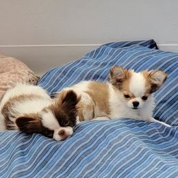 Chihuahuas from JewelsChis