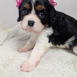Joy - Tri-color female Cavalier King Charles Spaniel puppy in Seymour, Missouri from Painted Blessing's AKC Cavaliers LLC