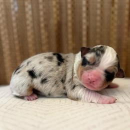 Girl 3: Blue Merle, naturally docked tail - Blue merle female Australian Shepherd puppy in St. Paul, Oregon from Raybell Ridge Farm