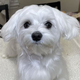 Maltese All Grown Up from MiaMiaMaltese Colorado