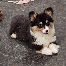 American Corgi and Pembroke Welsh Corgi Puppies from Nightstreak Corgis