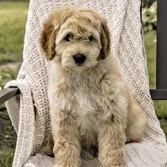 Purple Collar Boy - Cream Assorted Doodle Crosses puppy in Hebron, Indiana from Duneland Doodles
