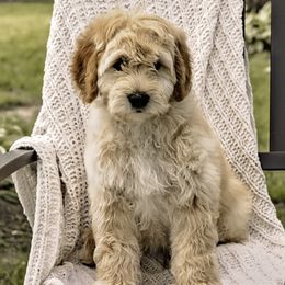 Purple Collar Boy - Cream Assorted Doodle Crosses puppy in Hebron, Indiana from Duneland Doodles