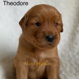 Theodore - Dark golden male Golden Retriever puppy in La Verne, California from 4LoveofGoldens