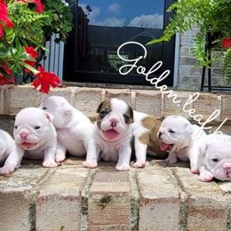 Bulldogs from Golden Leaf Kennels LLC
