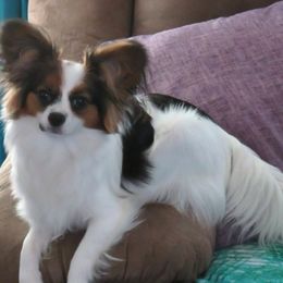 Chloe - Papillon