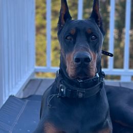 Doberman Pinschers from Von Regia European Dobermanns