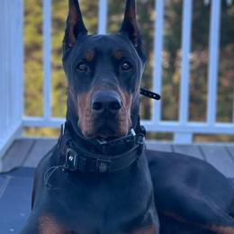 Doberman Pinschers from Von Regia European Dobermanns